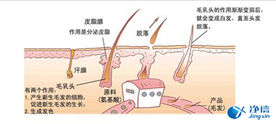  毛發毒品檢測儀檢測腿毛